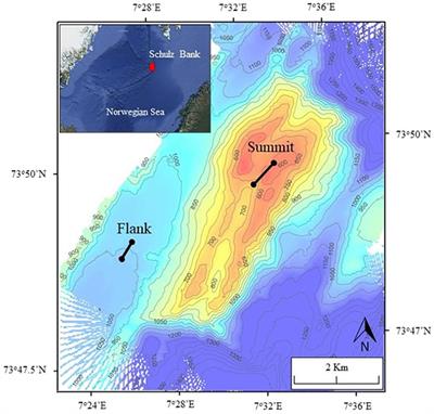 The First Cut Is the Deepest: Trawl Effects on a Deep-Sea Sponge Ground Are Pronounced Four Years on